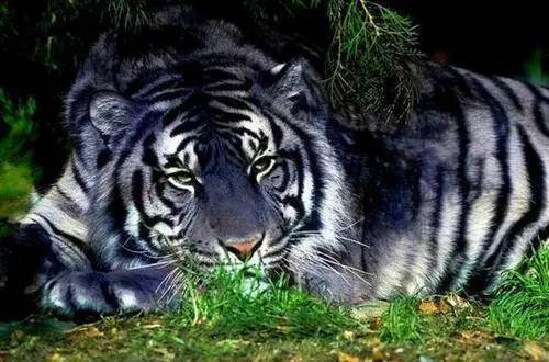 我国最稀有的三种老虎，霸王猇史上最强，彪、蓝虎成谜